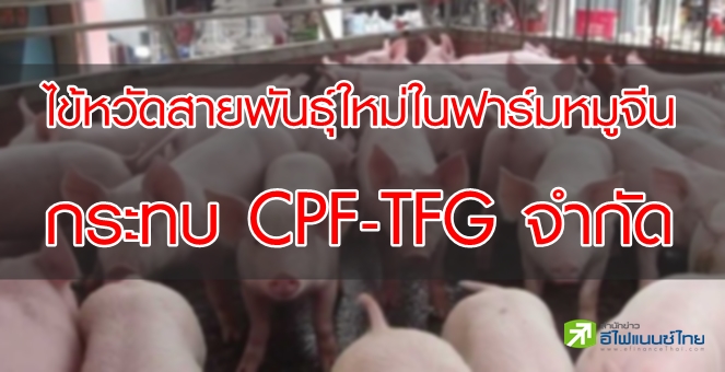 รูป โบรกฯ คาดไข้หวัดสายพันธุ์ใหม่ในฟาร์มหมูจีน กระทบ CPF-TFG จำกัด